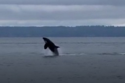 Phi thường - kỳ quặc - Video: Đàn cá voi sát thủ "nhảy múa" trên mặt biển khiến nhiều du khách kinh ngạc