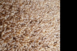 Thị trường - Tiêu dùng - Loại trứng bé tí xíu mà giá bán đến 300.000 đồng/kg vẫn đắt hàng