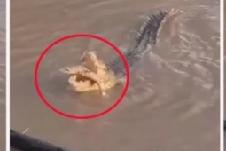 Thế giới - Video cá sấu ăn thịt cá mập lan truyền, giới chức Úc vào cuộc điều tra