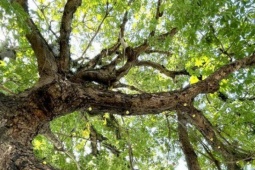 Tin tức trong ngày - Tận thấy cây Trôm 150 năm tuổi đẹp như tranh được công nhận di sản Việt Nam