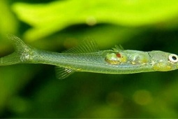 Công nghệ thông tin - Loài cá tí hon sở hữu âm thanh "khủng khiếp" như tiếng súng