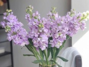 Sức khỏe đời sống - Ít ai ngờ những loại hoa, cây cảnh này lại chứa độc tố cực độc