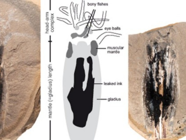 Thế giới - Phát hiện “ma cà rồng” 183 triệu tuổi đang ăn thì ngạt thở chết