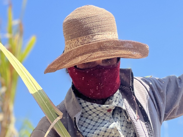 Phần lớn người lao động tại các vườn mía đều phải trùm khăn, đeo găng tay, khẩu trang, mặc quần áo kín mít để trốn cái nắng nóng gay gắt.