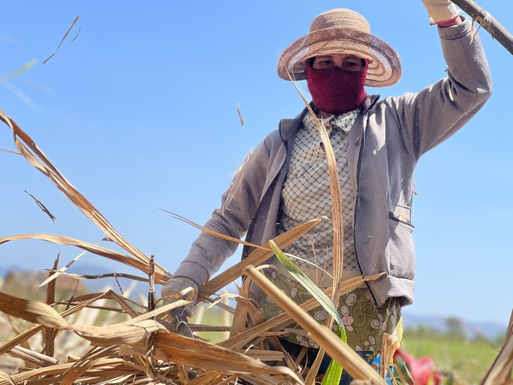 Giữa trời nắng gần 35 độ C, chị Y Mlim (trú phường Nguyễn Trãi) - người chặt mía thuê lâu năm vẫn hăng say chặt từng cây mía từ sáng sớm tới chiều tối. Chị mong có tiền trang trải cuộc sống.