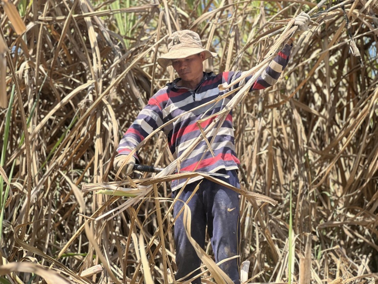 Theo các chủ vườn mía, tiền công khi thuê lao động được tính khoán 2.000 đồng/bó. Người nào có sức, cố gắng, mỗi ngày có thể kiếm được 250.000-300.000 đồng. Vụ thu hoạch mía kéo dài gần 2 tháng.