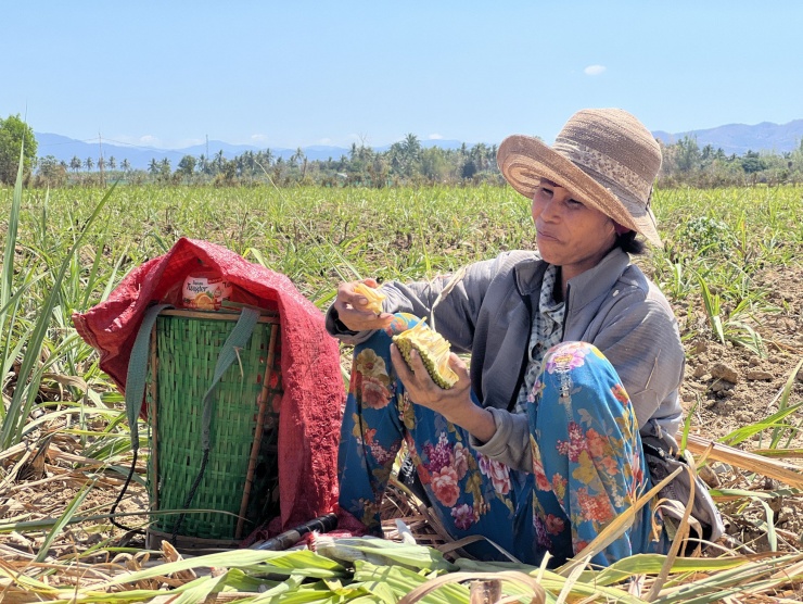 Tranh thủ nghỉ tay, chị Y Mlim chia sẻ: "Nhìn thì đơn giản, nhưng việc chặt mía đòi hỏi phải có sức khỏe tốt. Mấy nay, thời tiết Tây Nguyên vào mùa khiến việc chặt mía rất mệt. Vì cuộc sống mưu sinh, mình phải cố chịu".