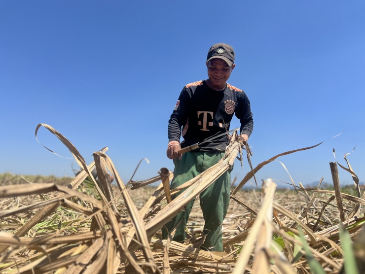 Anh A Luân cho biết: “Chặt, bốc vác mía thuê tuy nặng nhọc nhưng một vụ mía có thể kiếm được tiền triệu. Chỉ cần mình cẩn thận khỏi lá mía cứa hoặc lông mía rụng vào người là được”.