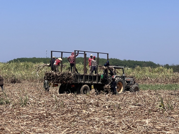Mặc dù hơn 12 giờ trưa nhưng nhiều lao động vẫn phải đội nắng bốc, kiểm đếm số lượng mía đã chặt được. Đây là công đoạn cuối cùng trong một buổi.