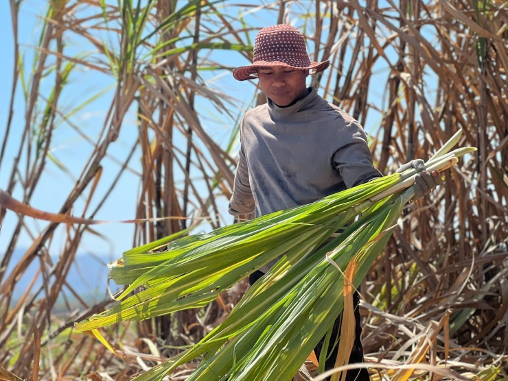 Bên cạnh thu nhập từ việc chặt mía, nhiều lao động còn tranh thủ gom đọt mía để kiếm thêm thu nhập. Mỗi bó đọt mía dao động 1.500-2.000 đồng tuỳ vào thời điểm.