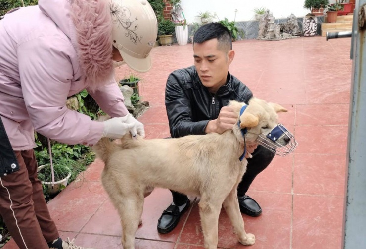 Ngành Y tế huyện Đầm Hà, Quảng Ninh tiêm vaccine phòng bệnh dại cho đàn chó ở địa phương.