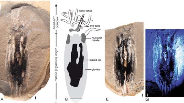 Mực ma cà rồng cổ đại được bảo tồn nguyên vẹn trong phiến đá kỷ Jura - Ảnh: Swiss Journal of Palaeontology