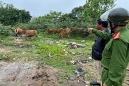 Pháp luật - Kẻ trộm 12 con bò là... chủ quán bê thui