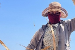 Thị trường - Tiêu dùng - Đội nắng chặt mía thuê, kiếm tiền trăm mỗi ngày