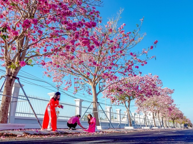 Du lịch - Đường kèn hồng được mệnh danh 'đẹp nhất miền Tây'