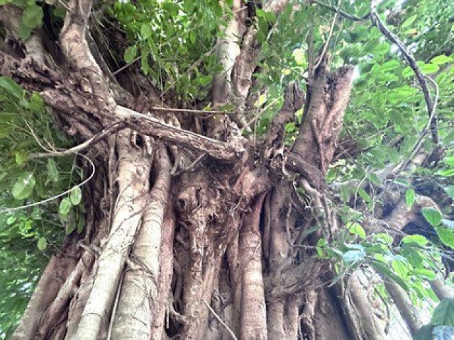 Tin tức trong ngày - Hai cổ thụ trăm năm đứng ôm nhau vừa được công nhận 'cây di sản' ở Bình Dương