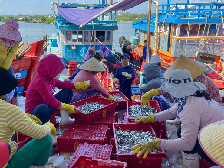 Ngư dân &#39;hốt bạc&#39; vì trúng đậm mẻ cá lớn trong đêm - 10