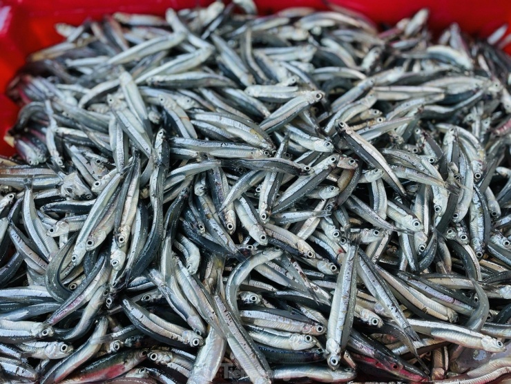 Giá cá cơm hiện tại từ 10.000 - 20.000 đồng/kg. Ảnh: Nguyễn Ngọc.