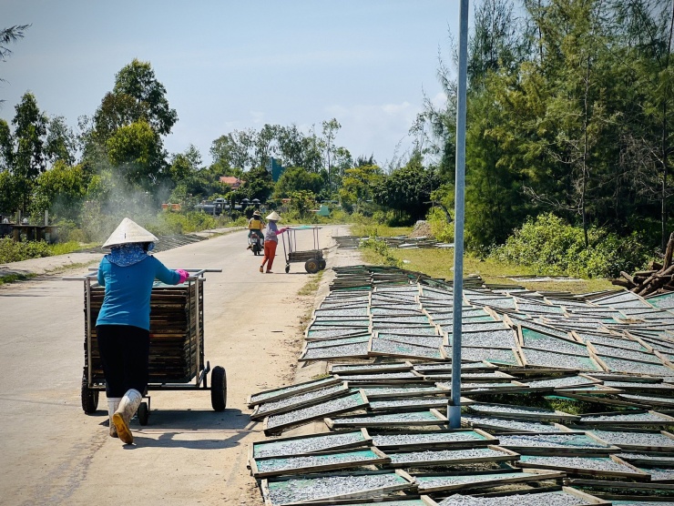 Phần lớn cá cơm sau khi được đánh bắt sẽ được các cơ sở hấp cá trong và ngoài địa phương thu mua để làm cá cơm khô. Ảnh: Nguyễn Ngọc.