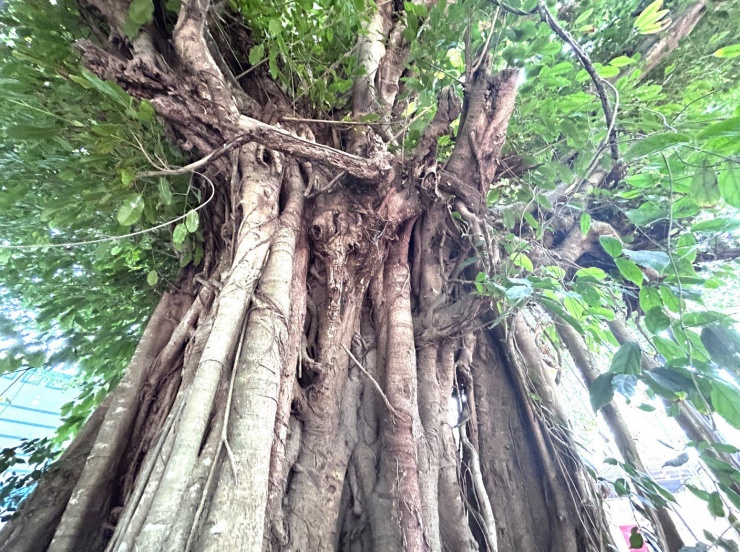 Trong quá trình điều tra, đo đếm, việc xác định tuổi cây có sự hỗ trợ của các cụ cao niên ở phường, lãnh đạo phường và chuyên gia thực vật của Hội đồng Cây Di sản Việt Nam.