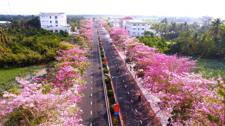 Con đường hoa kèn hồng dài hơn 1km với hàng trăm cây nằm ở đường Hùng Vương nối từ Quốc lộ 1 đến khu hành chính huyện Châu Thành, tỉnh Sóc Trăng đang kỳ trổ bông đẹp lung linh như tranh vẽ.