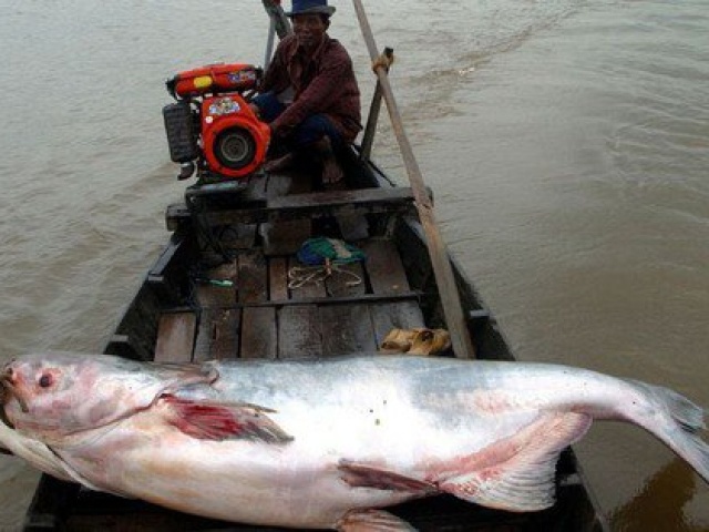 Thế giới - 1/5 loài cá ở sông Mê Kông có nguy cơ tuyệt chủng
