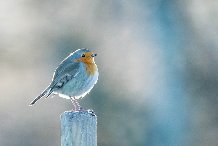 Bạn có giải được 15 câu đố này trong 2 phút?