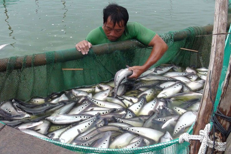 Cá thát lát là loại cá nước ngọt đặc trưng của vùng đồng bằng Sông Cửu Long, đặc biệt khi nuôi ở Hậu Giang cá không chỉ đạt sản lượng cao mà chất lượng thịt cá cũng ngon hơn.
