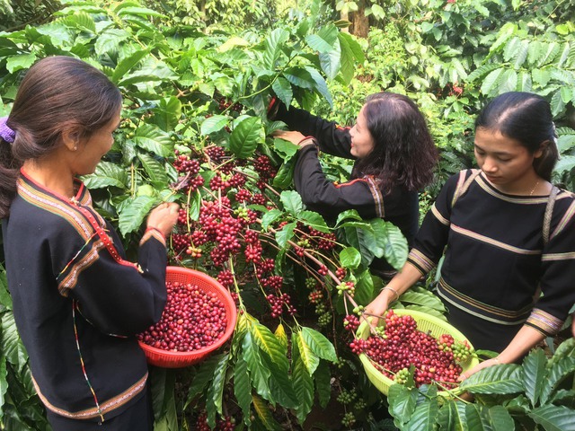 Giá cà phê đạt 85.000 đồng/kg, mức cao kỷ lục trong lịch sử