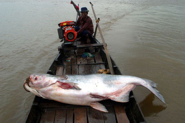 Một con cá da trơn lớn của sông Mê Kông được tìm thấy ở sông Tonle Sap - Campuchia hồi năm 2022. Ảnh: Reuters