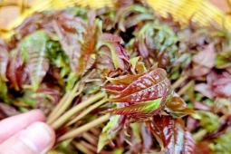 Thị trường - Tiêu dùng - Cây có độc mọc dại ở Việt Nam ít người biết, dân Trung Quốc săn đón với giá "trên trời"