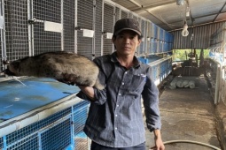 Nuôi con “nhàn hạ”, người nông dân đút túi hàng trăm triệu mỗi năm