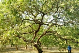 Thị trường - Tiêu dùng - Tỉnh nào ở Việt Nam là "thủ phủ" loại hạt nước ta xuất khẩu top 1 thế giới?