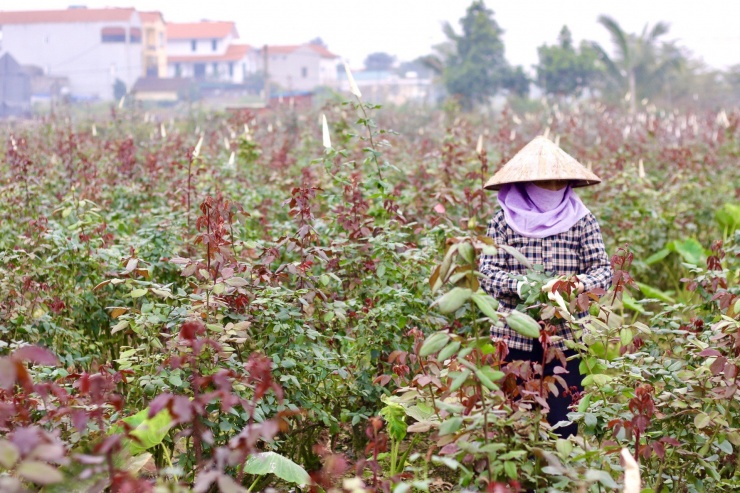 Đây cũng được xem là thủ phủ hoa hồng lớn nhất của thủ đô. Bởi hoa hồng hợp với thổ nhưỡng nơi này hơn bất kỳ đâu tại Hà Nội nên những cây hồng được trồng tại Mê Linh phát triển tốt và cho năng suất tốt hơn.