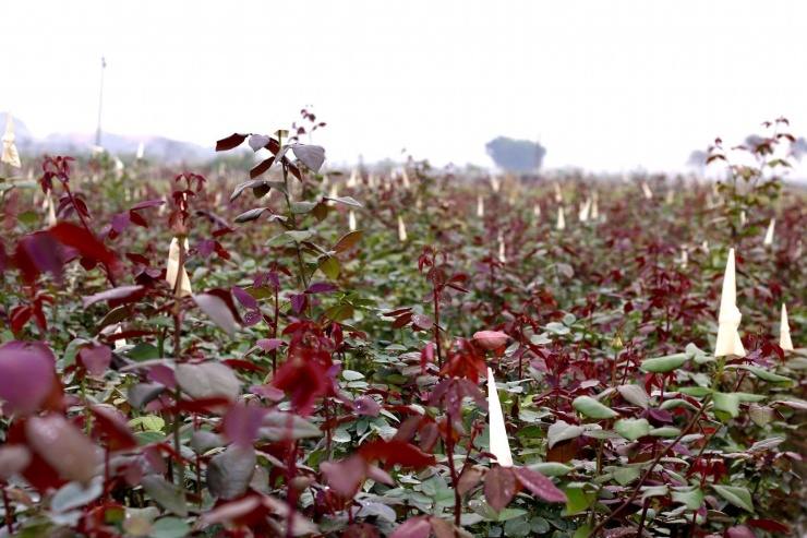 Huyện Mê Linh vốn là một trong những địa phương có diện tích trồng hoa lớn nhất ở Hà Nội. Diện tích canh tác trồng hoa ở đây chiếm khoảng 200 ha, người dân trồng được nhiều loài hoa như hoa cúc, hoa hồng, thược dược, lay ơn...