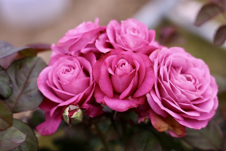 Theo người dân, giá hoa năm nay đang ở mức ổn định. Hoa hồng đỏ dịp 8/3 có giá khoảng 5.000-7.000 đồng/bông, các loại hoa hồng khác có giá khoảng 3.000-5.000 đồng/bông.