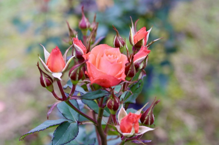 Hoa hồng tại làng hoa Mê Linh được trồng với đa dạng chủng loại để có thể đáp ứng cho nhu cầu chơi hoa ngày càng phong phú của người dân.