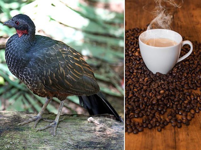Món đồ uống có nguồn gốc từ phân chim, còn đắt hơn cả cà phê chồn