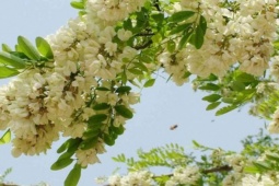 Thị trường - Tiêu dùng - Loại cây trồng làm cảnh có hoa bán 300.000 đồng/kg, nhiều người "hốt bạc"