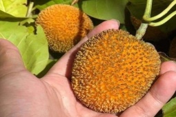 Thị trường - Tiêu dùng - Loại quả "lạ" trước chẳng mấy ai biết, nào ngờ là đặc sản đắt đỏ nhiều người ưa chuộng
