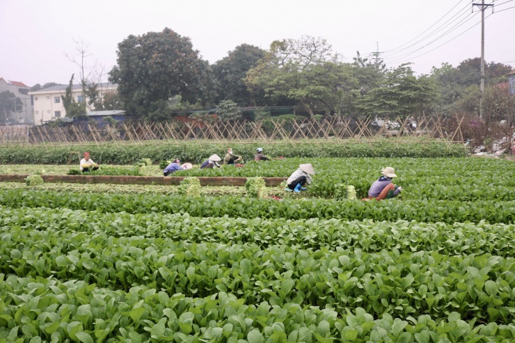 Trên cánh đồng trồng rau củ tại xã Tiền Phong (huyện Mê Linh) những ngày gần đây đang vào vụ thu hoạch.
