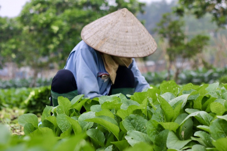 Giá rau &#39;neo&#39; cao, người dân Hà Nội phấn khởi thu hoạch - 4