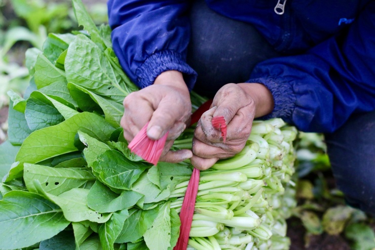 Tại xã Tiền Phong, rau được trồng quanh năm và thời gian thu hoạch ngắn. Đối với cải ngọt chỉ cần 30 - 35 ngày là có thể thu hoạch được, còn su hào khoảng 75 ngày, bắp cải khoảng 90 ngày,...