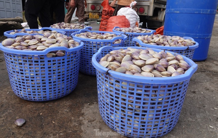 Ngao tím hay còn gọi là ngao giấy. Đây là một loại ngao biển có kích thước nhỉnh hơn một chút so với các loại ngao bình thường, con lớn nhất có thể to bằng bàn tay người trưởng thành. Lớp vỏ bên ngoài loại ngao này có màu tím đẹp mắt và là loại hải sản giàu dinh dưỡng được nhiều người ưa chuộng.