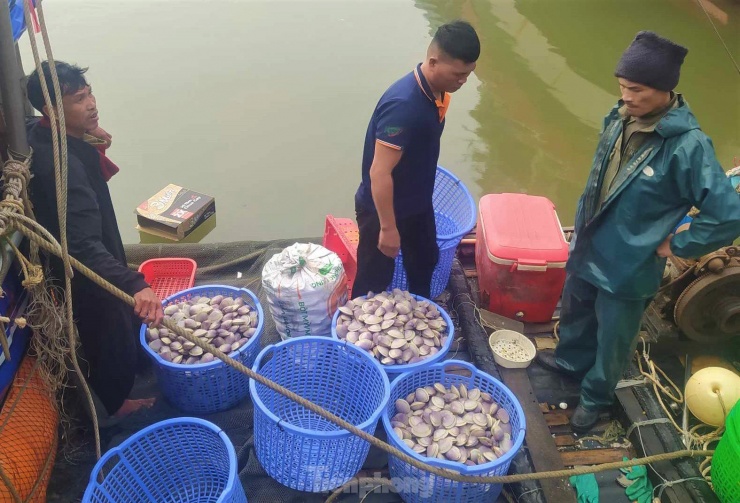 “Sau mỗi đêm ra khơi, mỗi thuyền đánh bắt gần 1 tấn ngao tím loại vừa. Với giá bán 10.000 - 14.000 đồng/kg, chúng tôi thu về hơn 10 triệu đồng, sau khi trừ chi phí dầu thì mỗi người thu về gần 2 triệu đồng”, ông Bình nói.