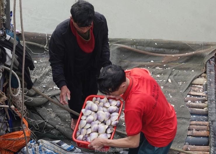 Ngư dân cũng vì thế chuẩn bị sớm ngư cụ để tiếp tục cho chuyến biển khác. Theo lãnh đạo UBND xã Thạch Kim (huyện Lộc Hà), thời tiết dịp đầu năm thuận lợi nên ngư dân ra khơi thường trúng đậm hải sản như cá, sò, tôm, ngao.