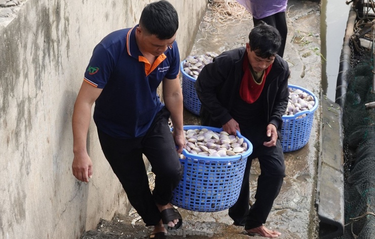 Trúng đậm ngao tím gần bờ, ngư dân phấn khởi hốt tiền triệu - 8