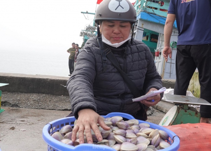 Sau khi ngao đánh bắt được vận chuyển lên bờ, thương lái chờ sẵn thu mua để chuyển ra các tỉnh phía Bắc tiêu thụ.