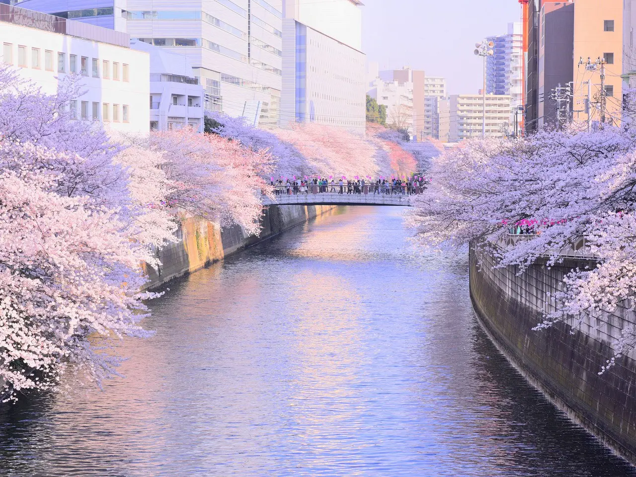 &nbsp;Sông Meguro, Tokyo có những hàng cây anh đào trải dọc bờ sông, thu hút rất nhiều du khách tới trong mùa hoa nở. Vào những ngày gió mạnh, hoa anh đào sẽ rụng đầy dưới sông, tạo nên khung cảnh rất đẹp.