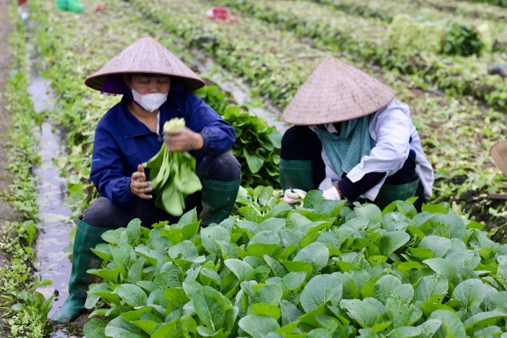 Giá rau 'neo' cao, người dân Hà Nội phấn khởi thu hoạch